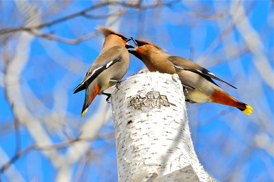 Bohemian Waxwings