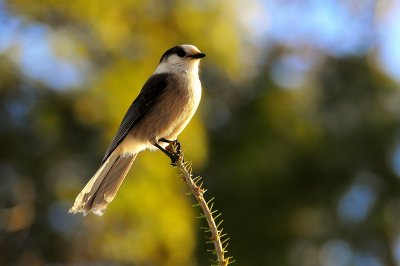 Gray Jay