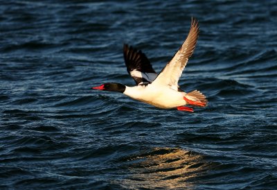 Common Merganser