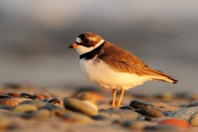 Semipalmated Plover