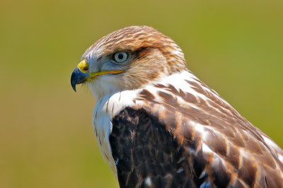 Ferruginous Hawk