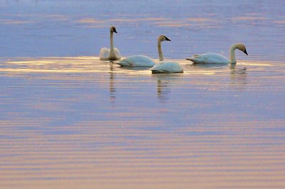 Tundra Swans