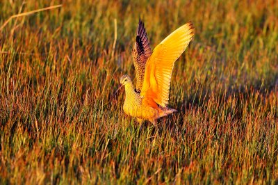 Long-billed Curlew