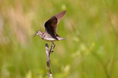 Solitary Sandpiper