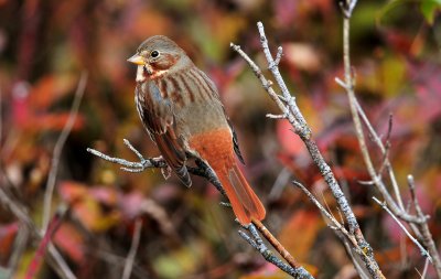 Fox Sparrow