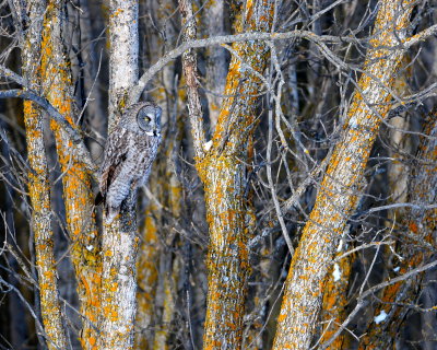 Great Gray Owl in lichen covered trees