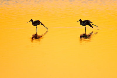 American Avocets