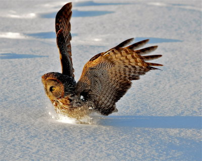 Great Gray Owl- pouncing in snow