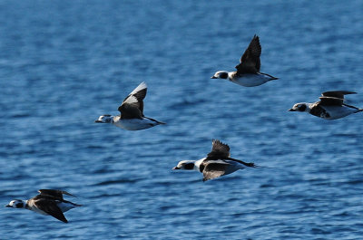 Long-tailed Duck