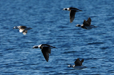 Long-tailed Duck