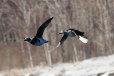 Long-tailed Duck