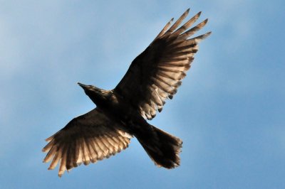 Common Raven