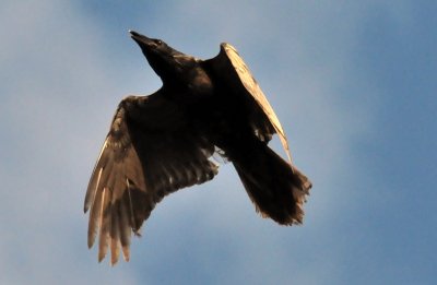 Common Raven