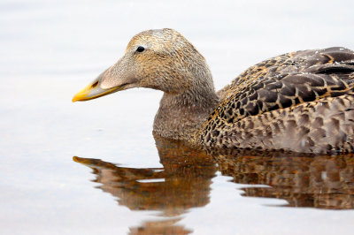 Common Eider