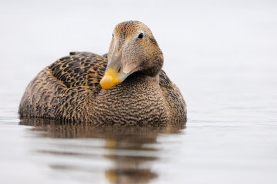 Common Eider