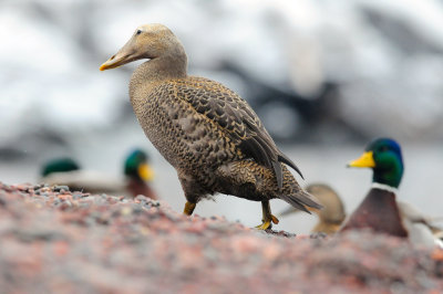 Common Eider