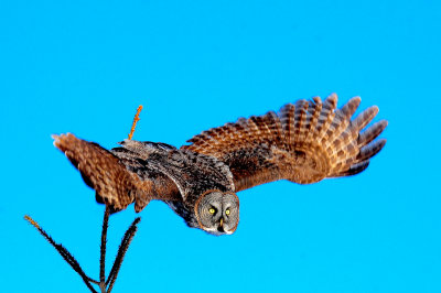 Great Gray Owl