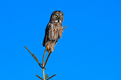 Great Gray Owl