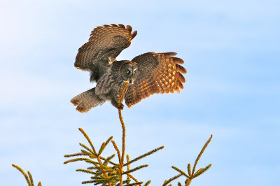 Great Gray Owl