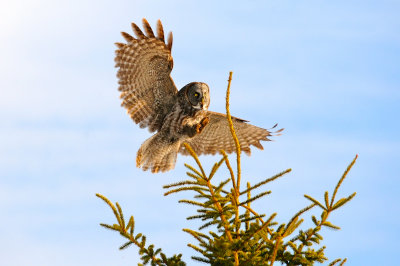 Great Gray Owl