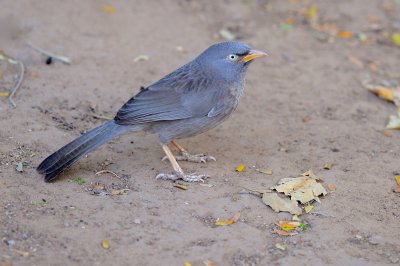 Jungle Babbler