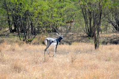 Blackbuck