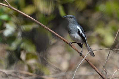 Indian Magpie-robin