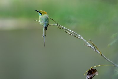 Little Green Bee-eater
