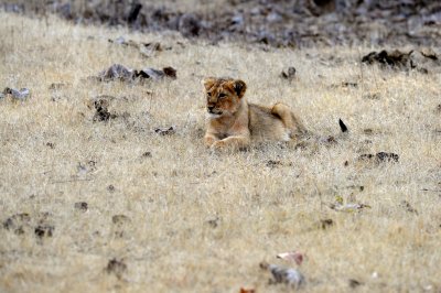 Lion cub