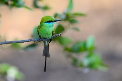 Little Green Bee-eater