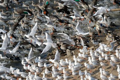 Common Black-headed Gulls, Slender-billed Gulls, Spot-billed Ducks