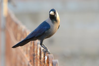 House Crow