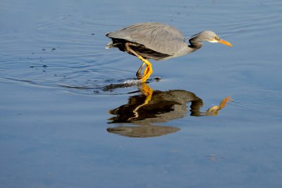 Western Reef-Heron