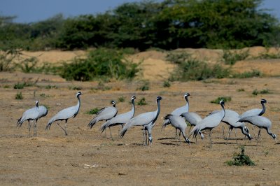 Demoiselle Crane