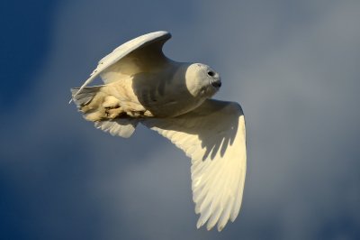 Snowy Owl