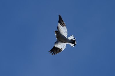 Snow Bunting