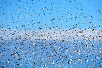 Snow Buntings