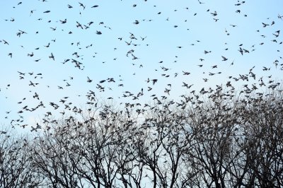 Snow Buntings