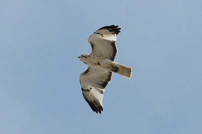Harlan's Hawk (partial albino light morph)