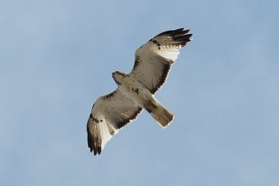 Harlan's Hawk (partial albino light morph)