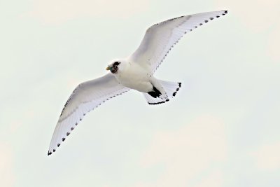Ivory Gull