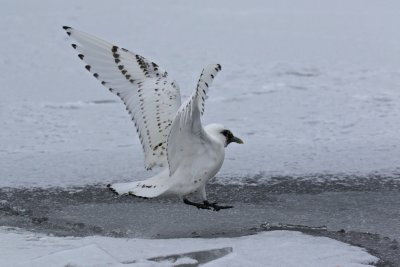 Ivory Gull