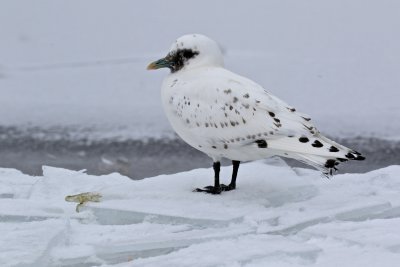 Ivory Gull