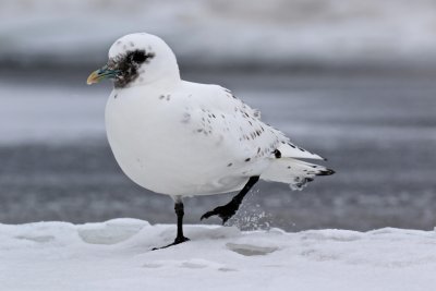 Ivory Gull