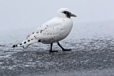 Ivory Gull