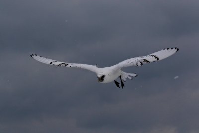 Ivory Gull