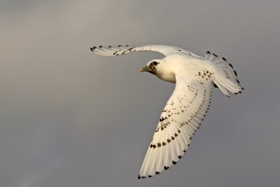 Ivory Gull