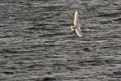 Ivory Gull