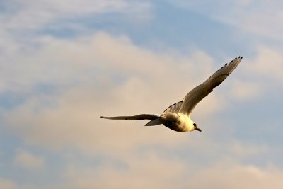 Ivory Gull