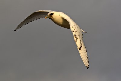 Ivory Gull